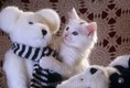 White Kitten playing on Tedday Bears 
