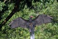 Red headed vulture drying wings