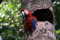Scarlet Macaw at nest