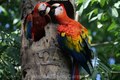 Scarlet Macaws pair in nest