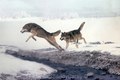 Wolves jumping a stream winter