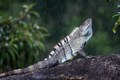 Iguana in the Rain