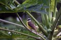 Social flycatcher after rain Costa Rica copy