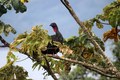 Guan Bird Costa Rica