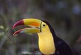 Keel Billed Toucan Belize