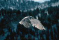White Owl, 