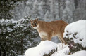 Mountain Lion, Winter