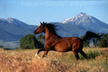 Montana Horses. 6