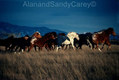 Montana Horses. 4