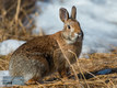 Winter Cottontail