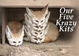 Five Krazy Kits