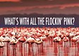 Flockin’ Pink