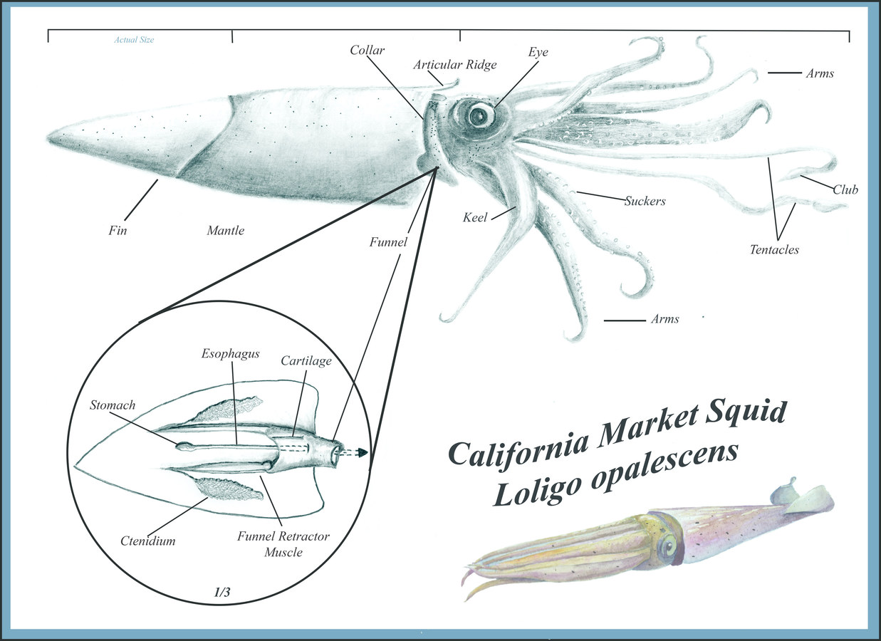 Dissection of a California Market Squid