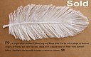 F9 White feather 