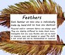 feathers info
