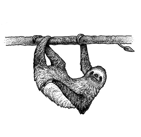"Sloth"