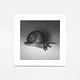 Look, a Snail