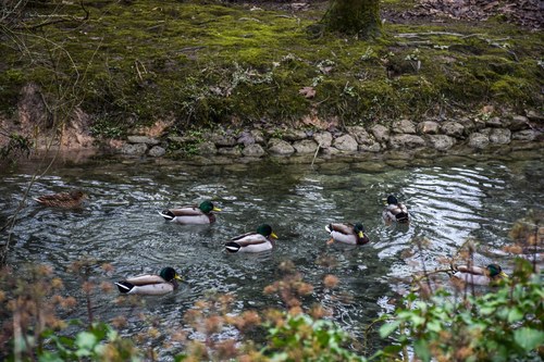 Ducks in Arundel