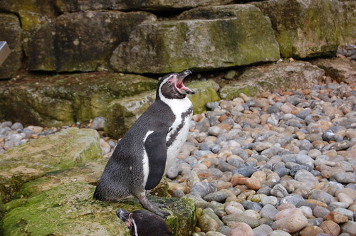 Marwell Penguin