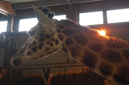 Giraffe From Marwell