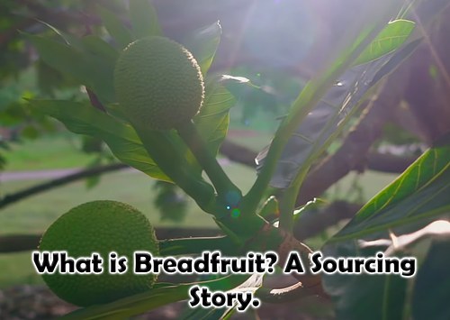 What is Breadfruit? A Sourcing Story.