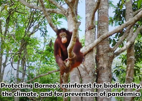 Protecting Borneo's rainforest for biodiversity, the climate, and for prevention of pandemics