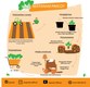 Pakcoy Planting Infographic