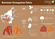 Orangutan infographic