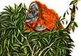 Orangutan in her nest