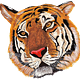 Sumatran Tiger head