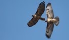 Red-tailed hawks, Moss Landing