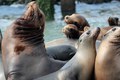 California sea lions, Elkhorn Slough