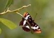 Lorquin's admiral, Pinnacles NP