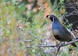 California quail, Lake Cachuma