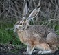 Black-tailed jackrabbit, Sacramento NWR