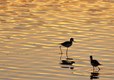 Black-necked stilts, Alviso