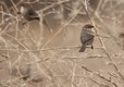 Bushtits, Palo Alto Baylands Park