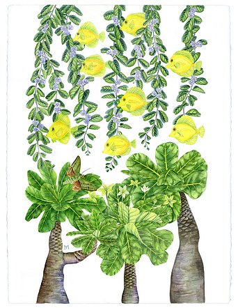 Lau'ipala & Botanicals
