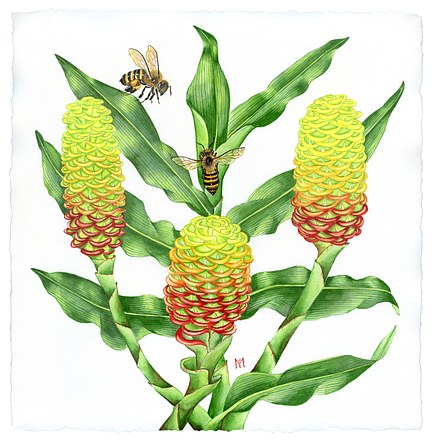 Honeybees & Honeycomb Ginger