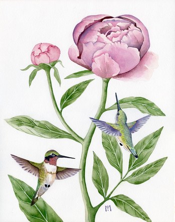 Ruby-Throated Hummingbirds & Peony