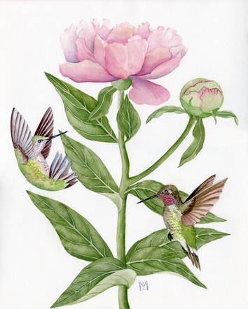 Anna's Hummingbirds & Peony