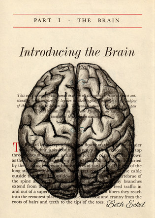Introducing the Brain