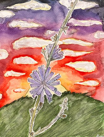 Chicory Life Drawing