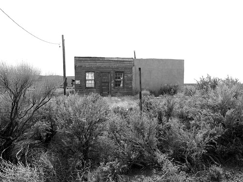 Desert Brush, New Mexico