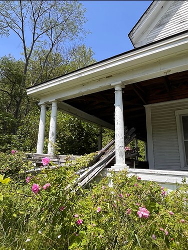 Roses, Sunapee, NH