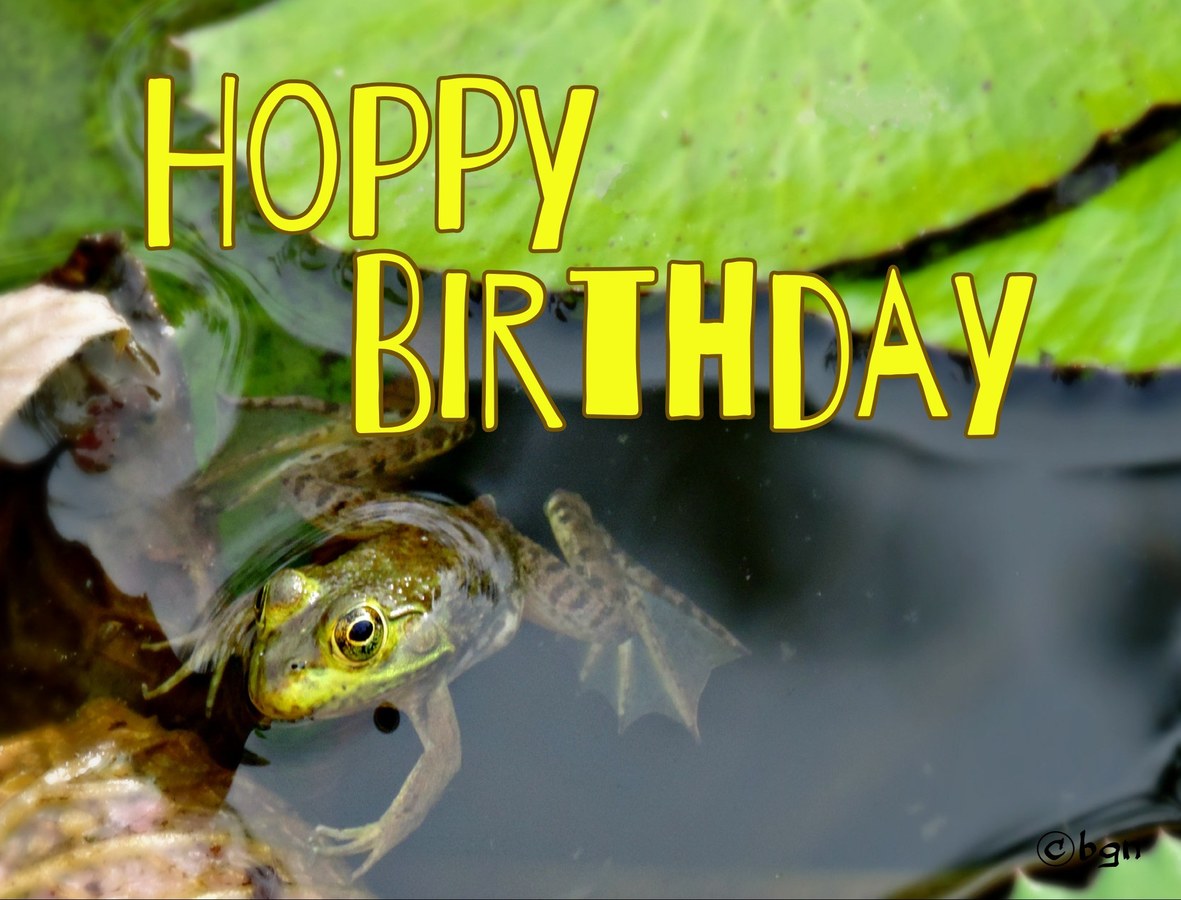 Hoppy Birthday Pond Frog