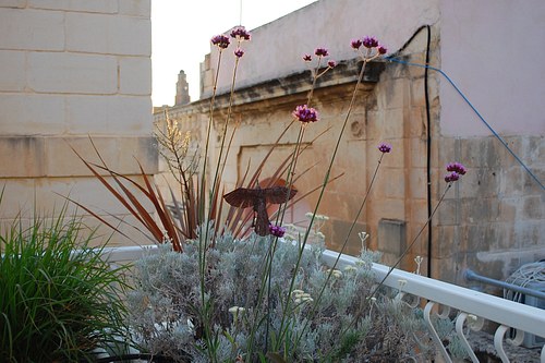 Terrace, Malta