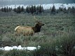 Elk, Grand Tetons National Park