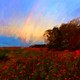 Rainbow and Red Poppies