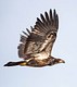 Juvenile Bald Eagle in Flight 
